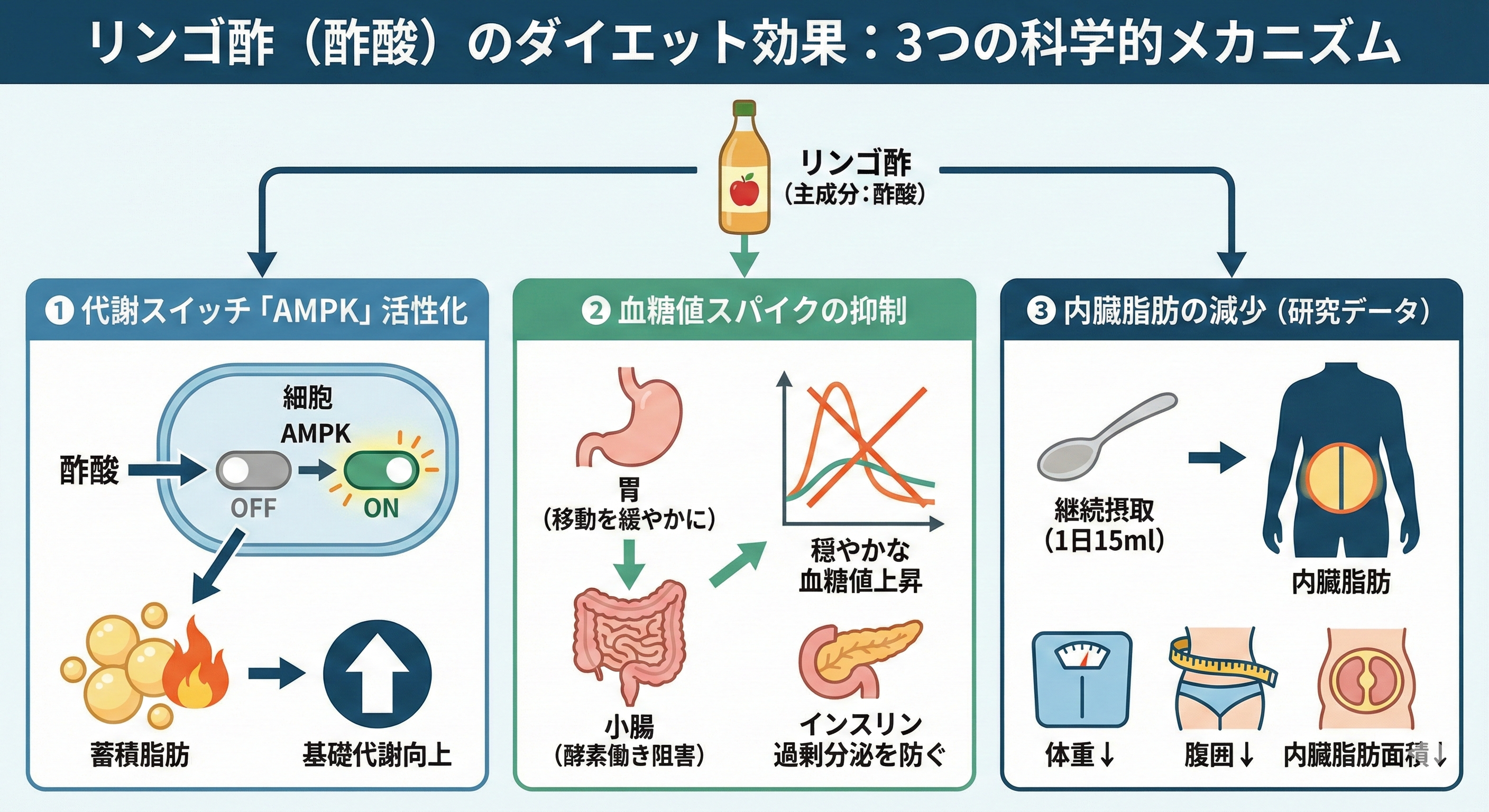 酢酸の分子メカニズム