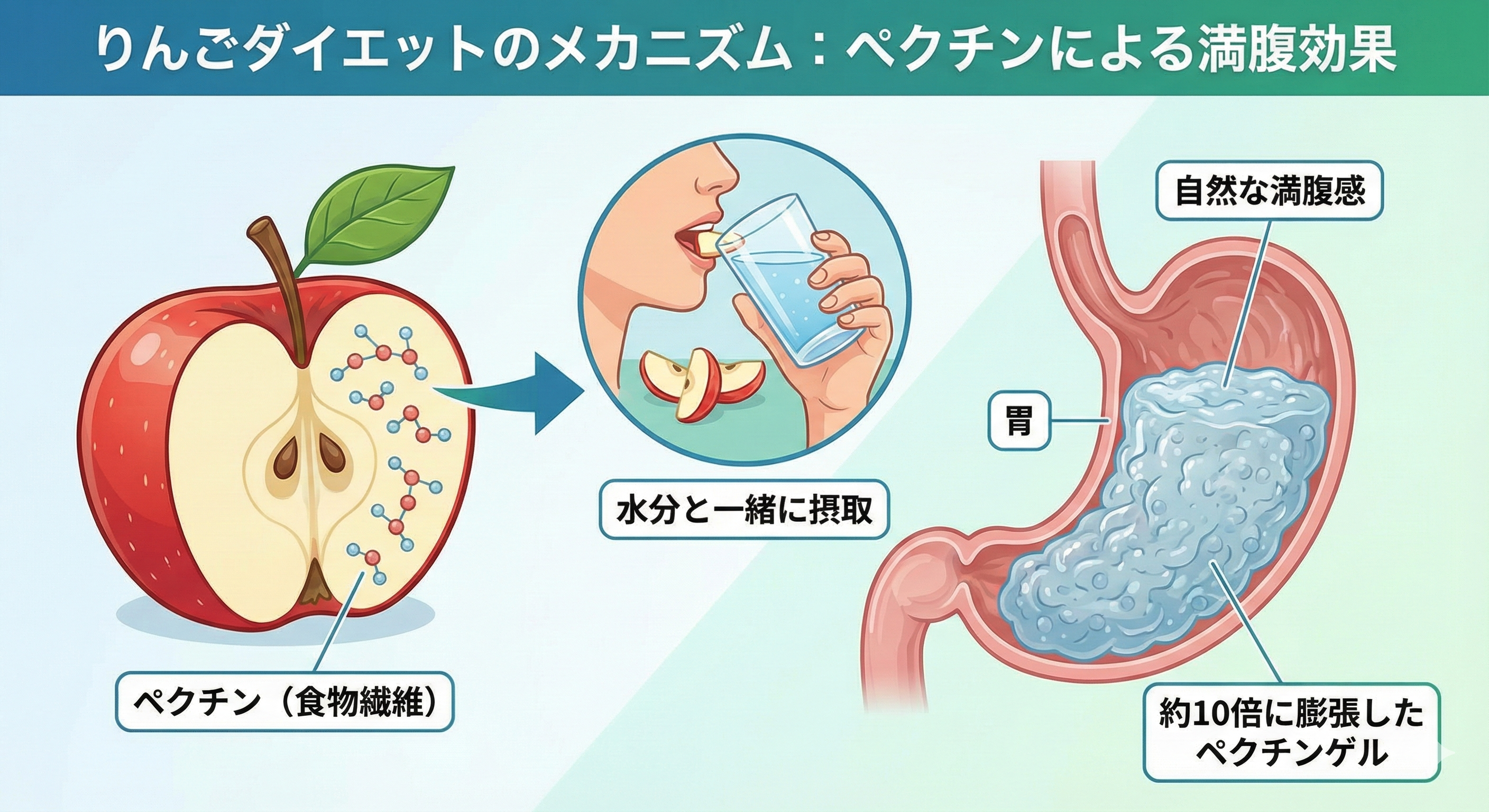 りんごダイエットの基本ルール