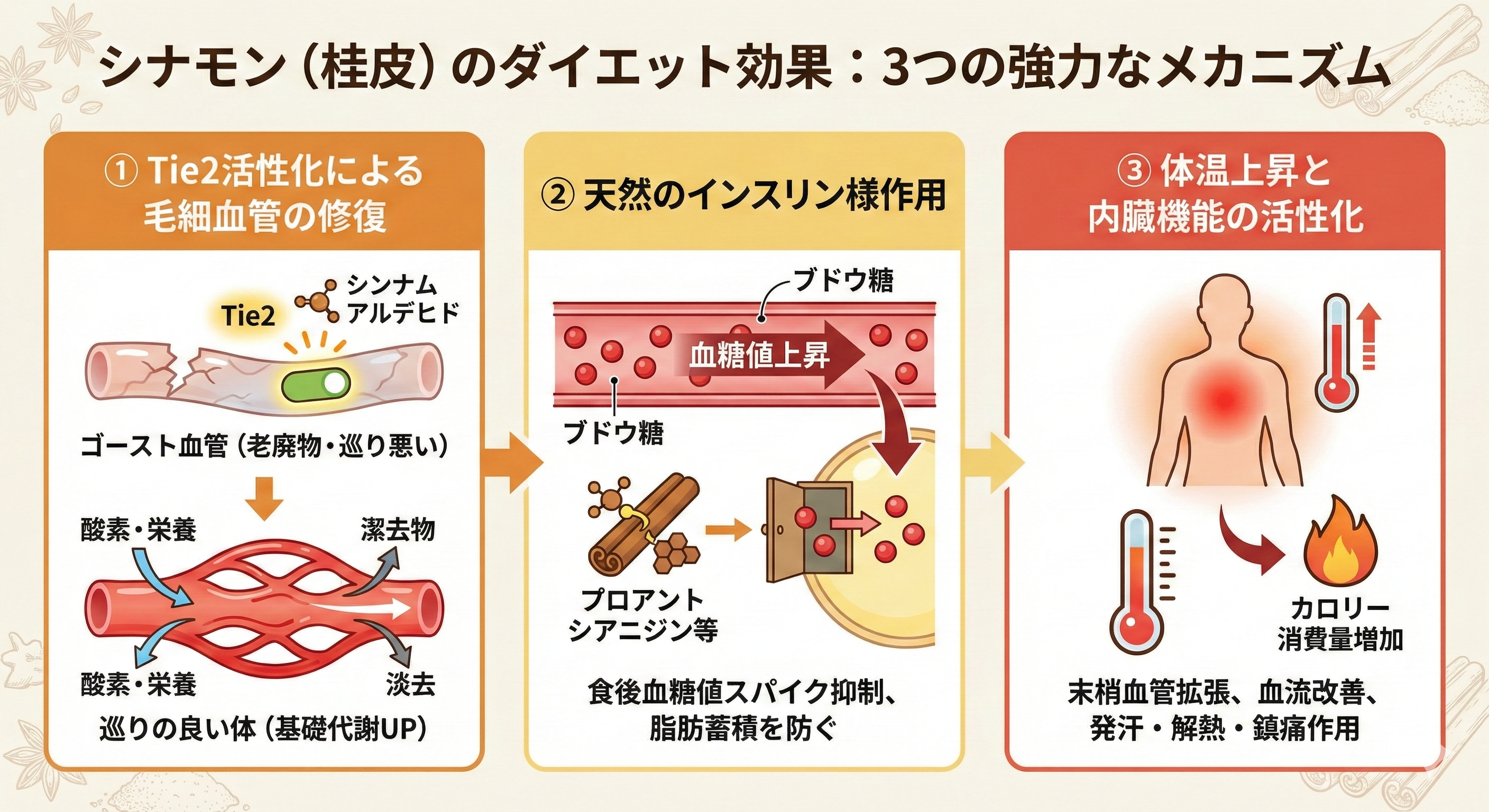 シナモンのTie2活性化メカニズム