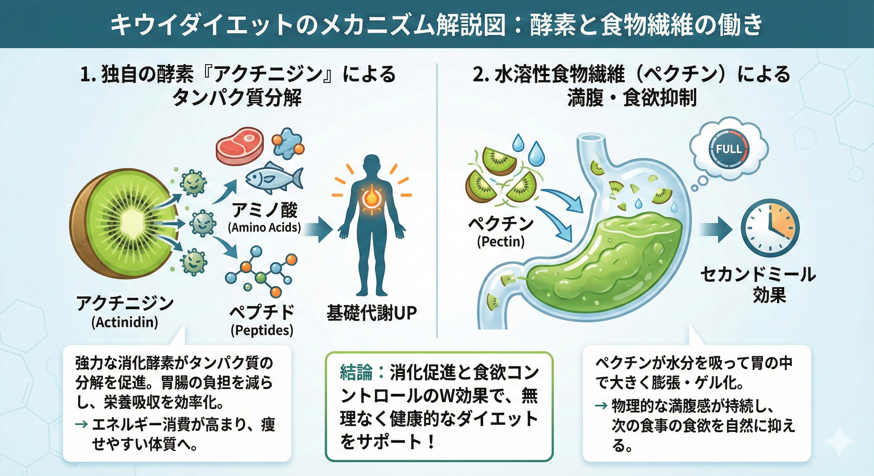キウイダイエットのメカニズム解説図