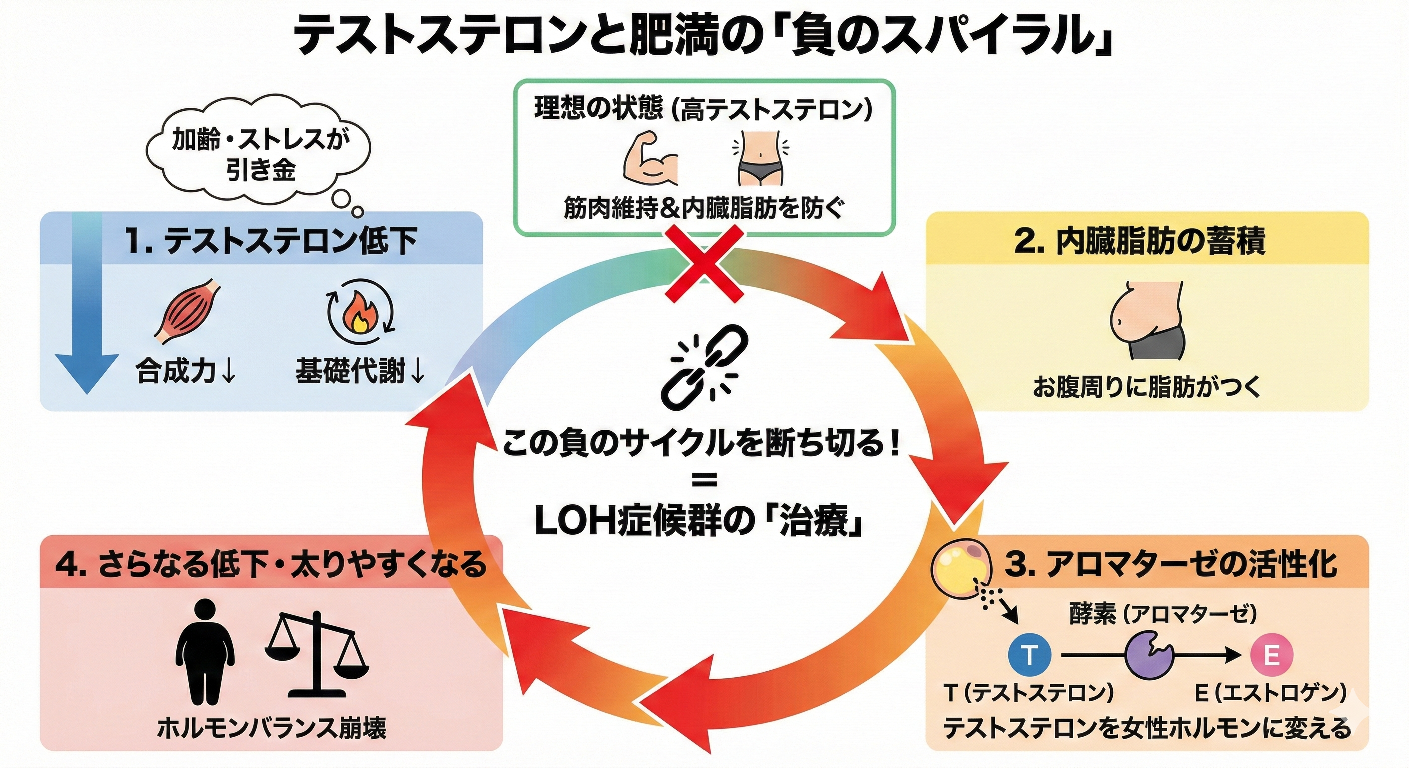 LOH症候群図解