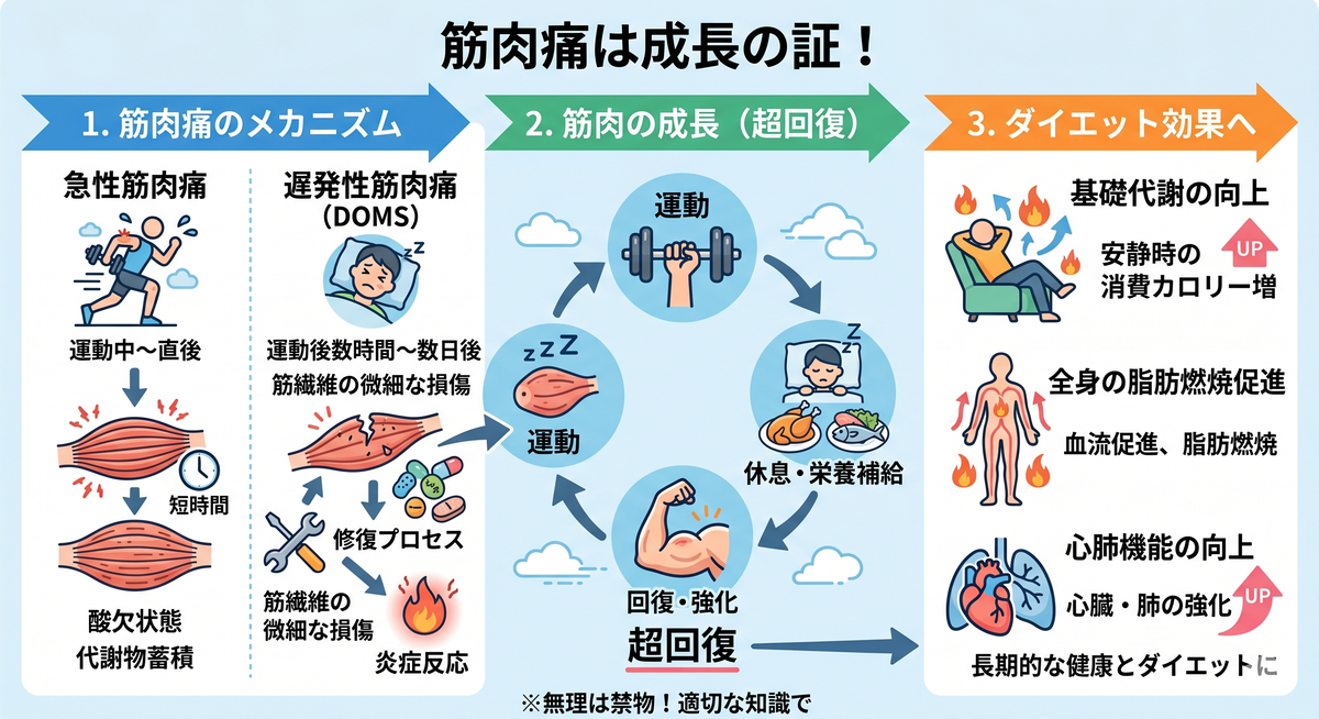 筋肉の構造と筋肉痛の発生メカニズム
