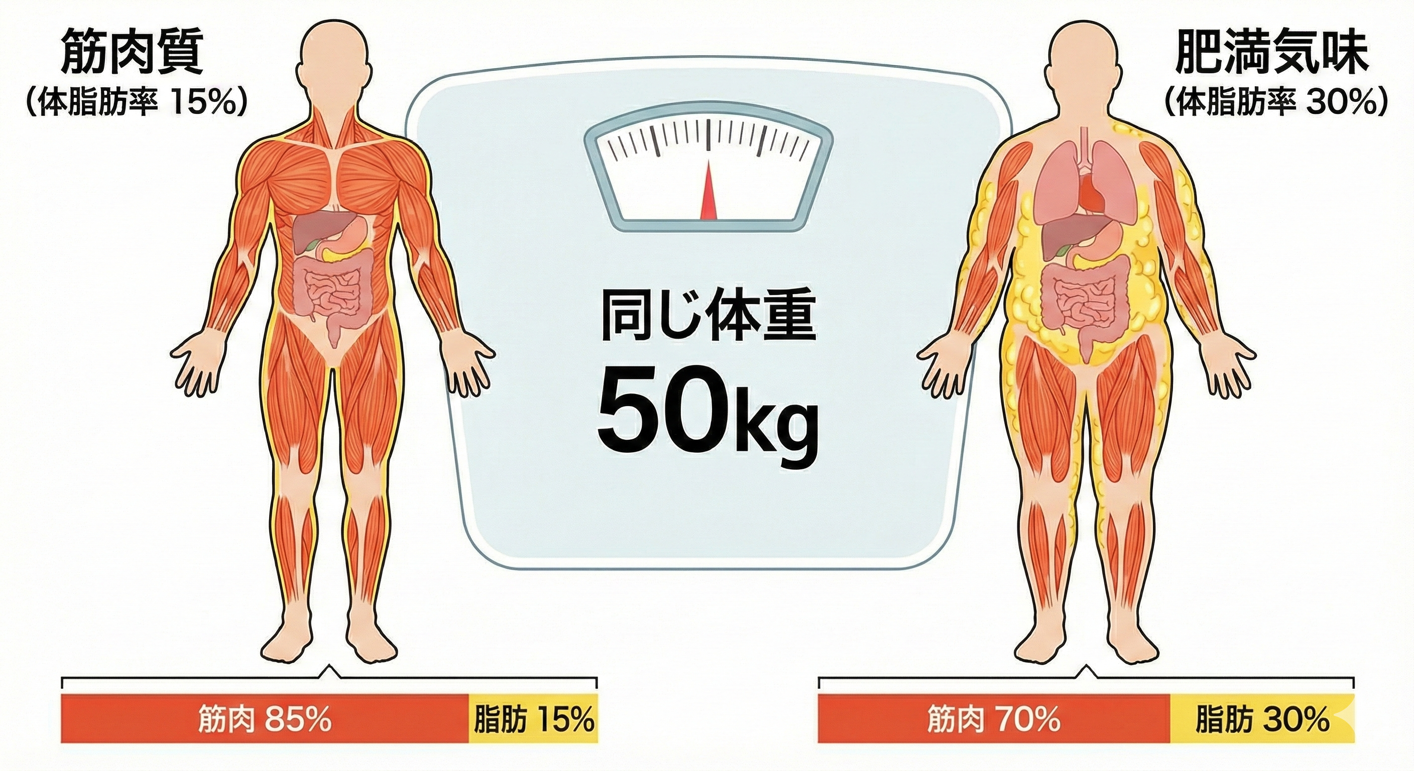 同じ体重でも筋肉と脂肪の比率が違うイラスト