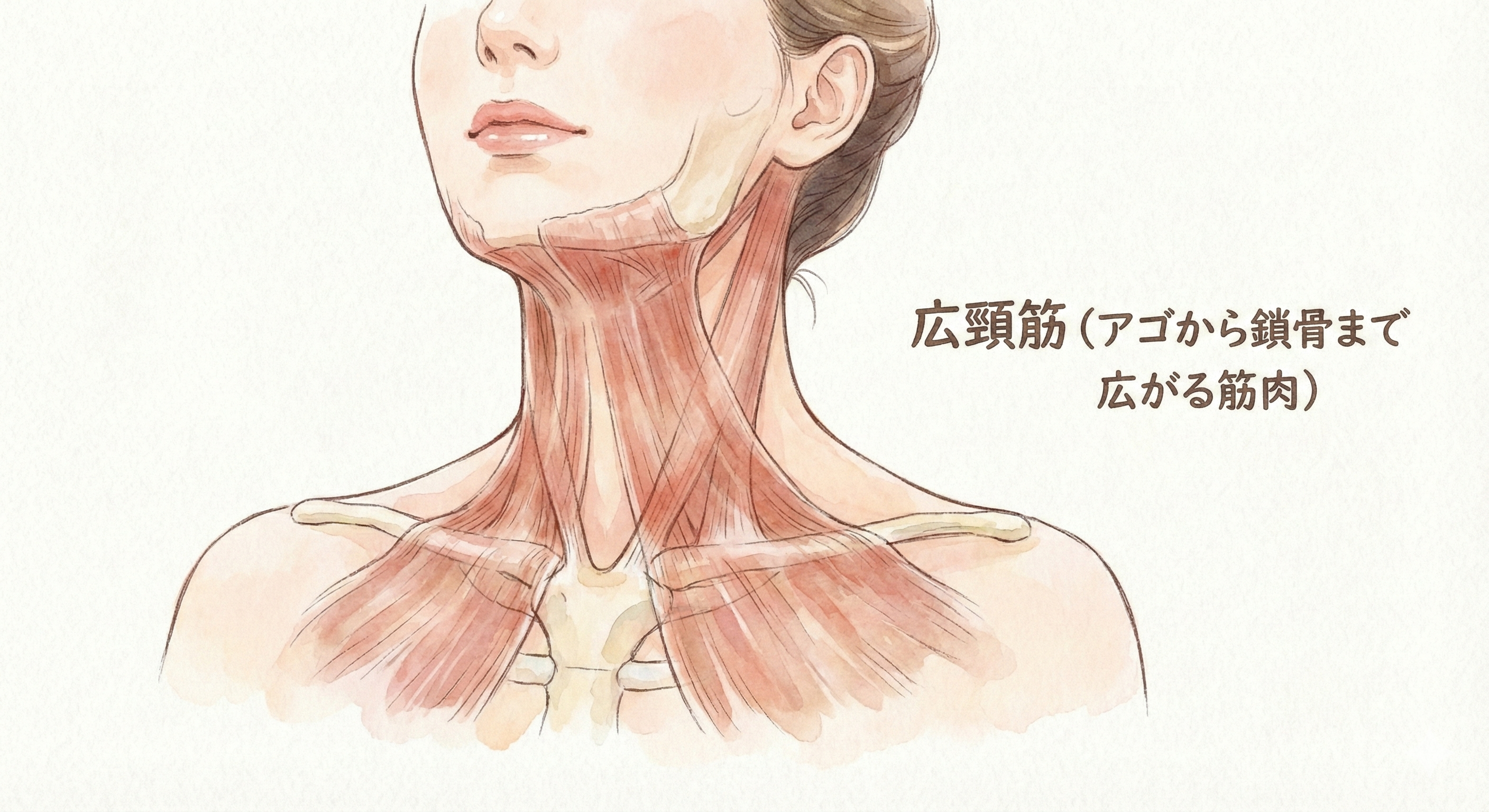 広頸筋の解剖図（アゴから鎖骨まで広がる筋肉）
