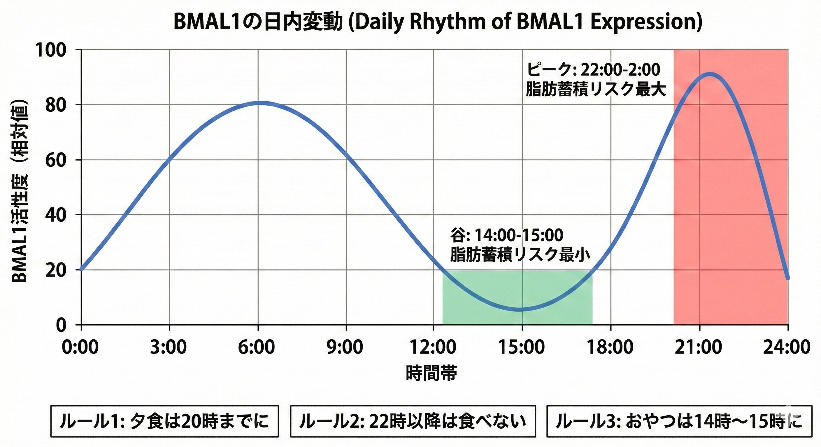 BMAL1の日内変動グラフ
