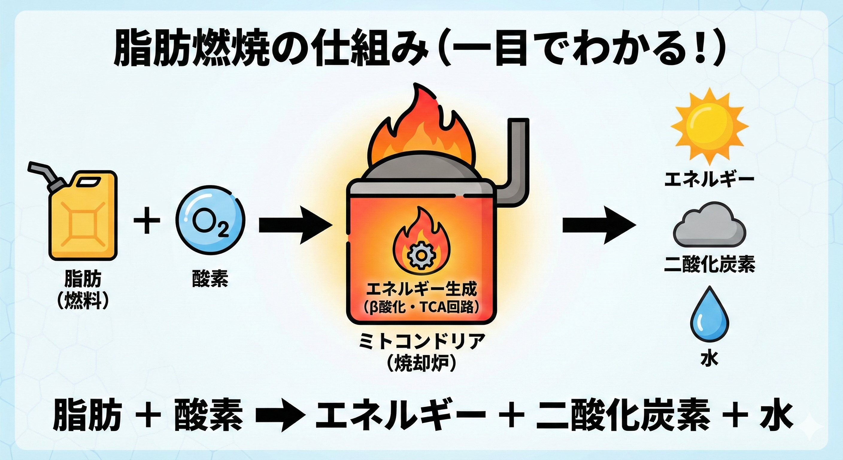 ミトコンドリア内での脂肪燃焼プロセス（TCA回路）の図解