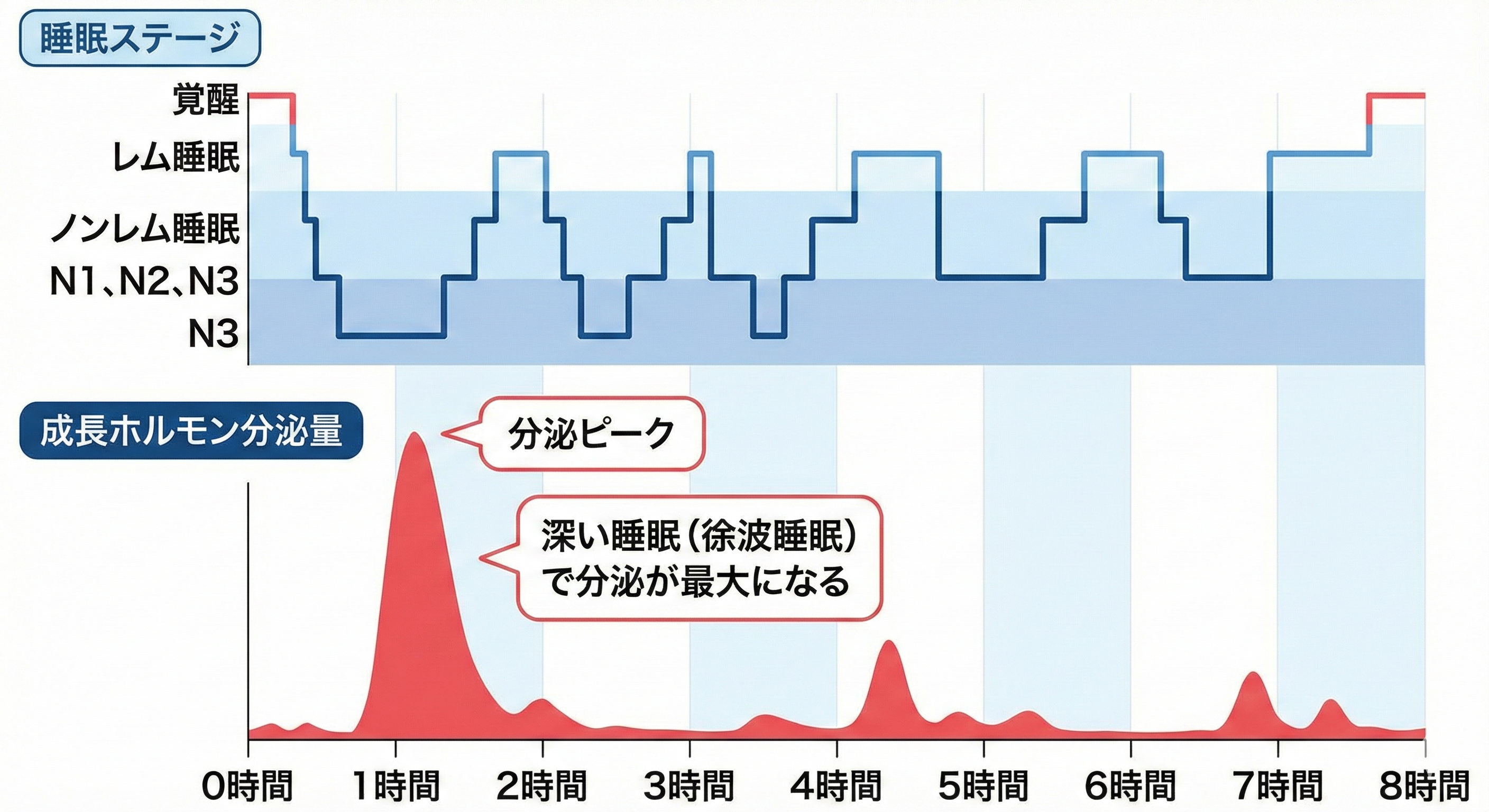 睡眠サイクルと成長ホルモン分泌のタイミング