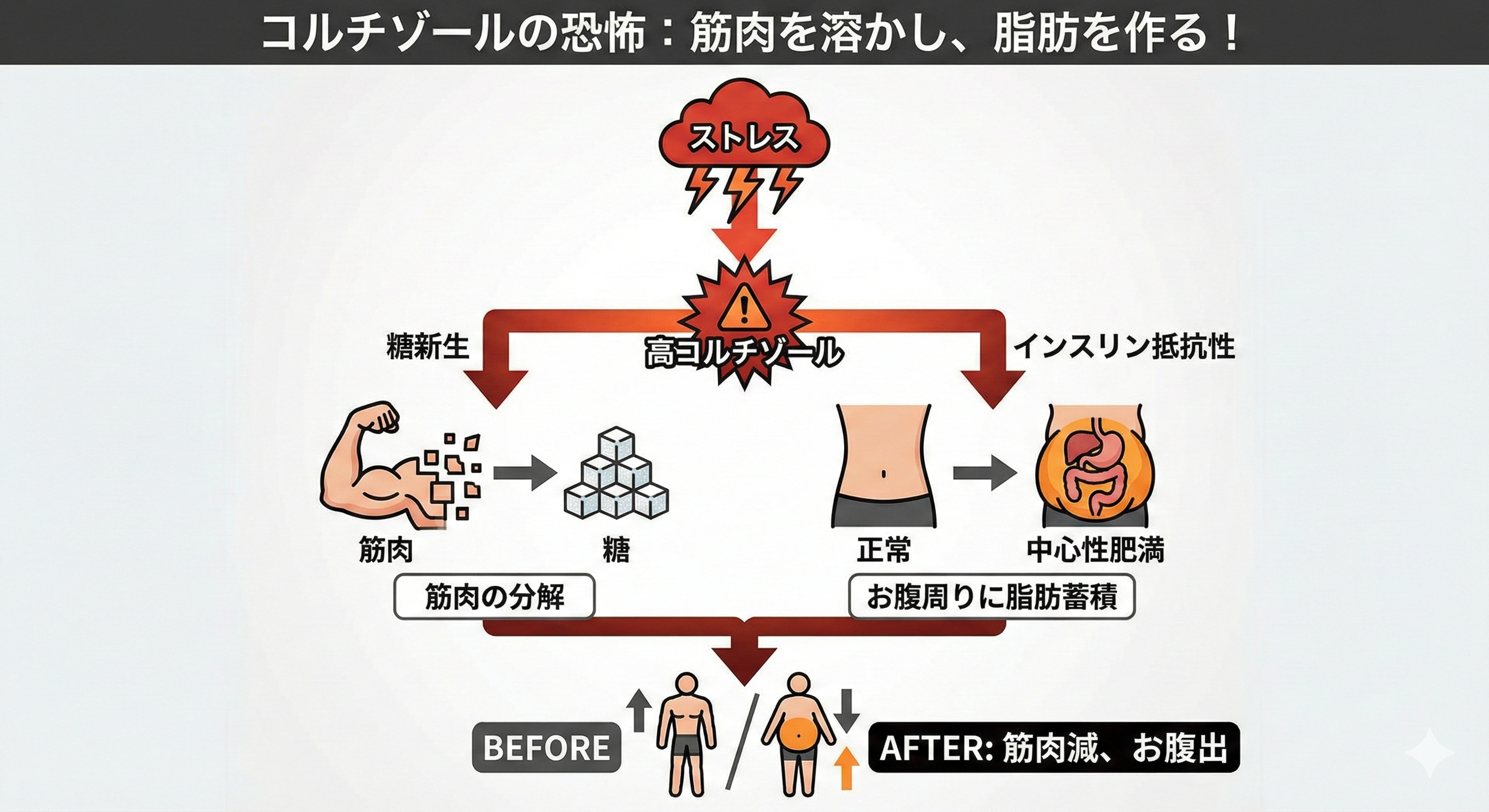 コルチゾールが筋肉を分解し内臓脂肪を増やす図解