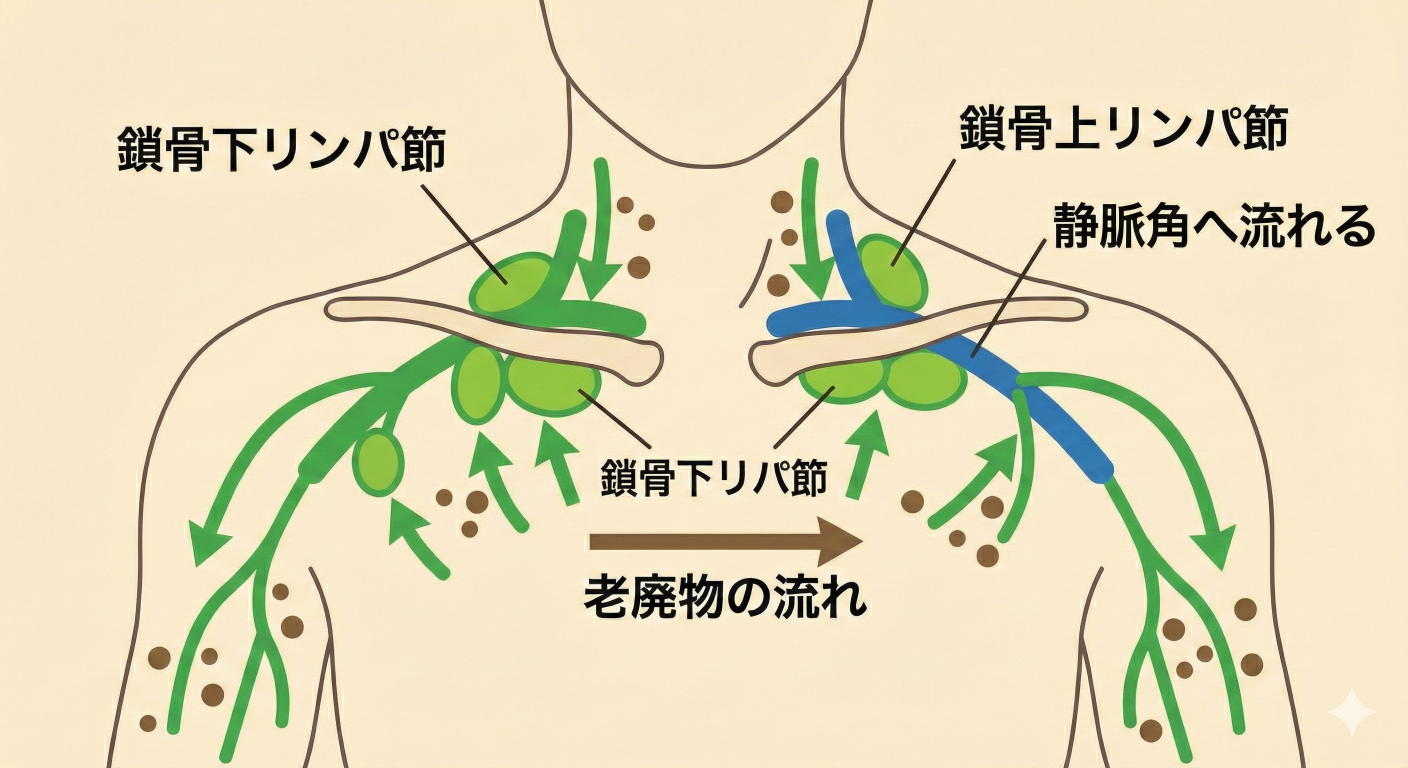 鎖骨リンパ節の位置と老廃物の流れ