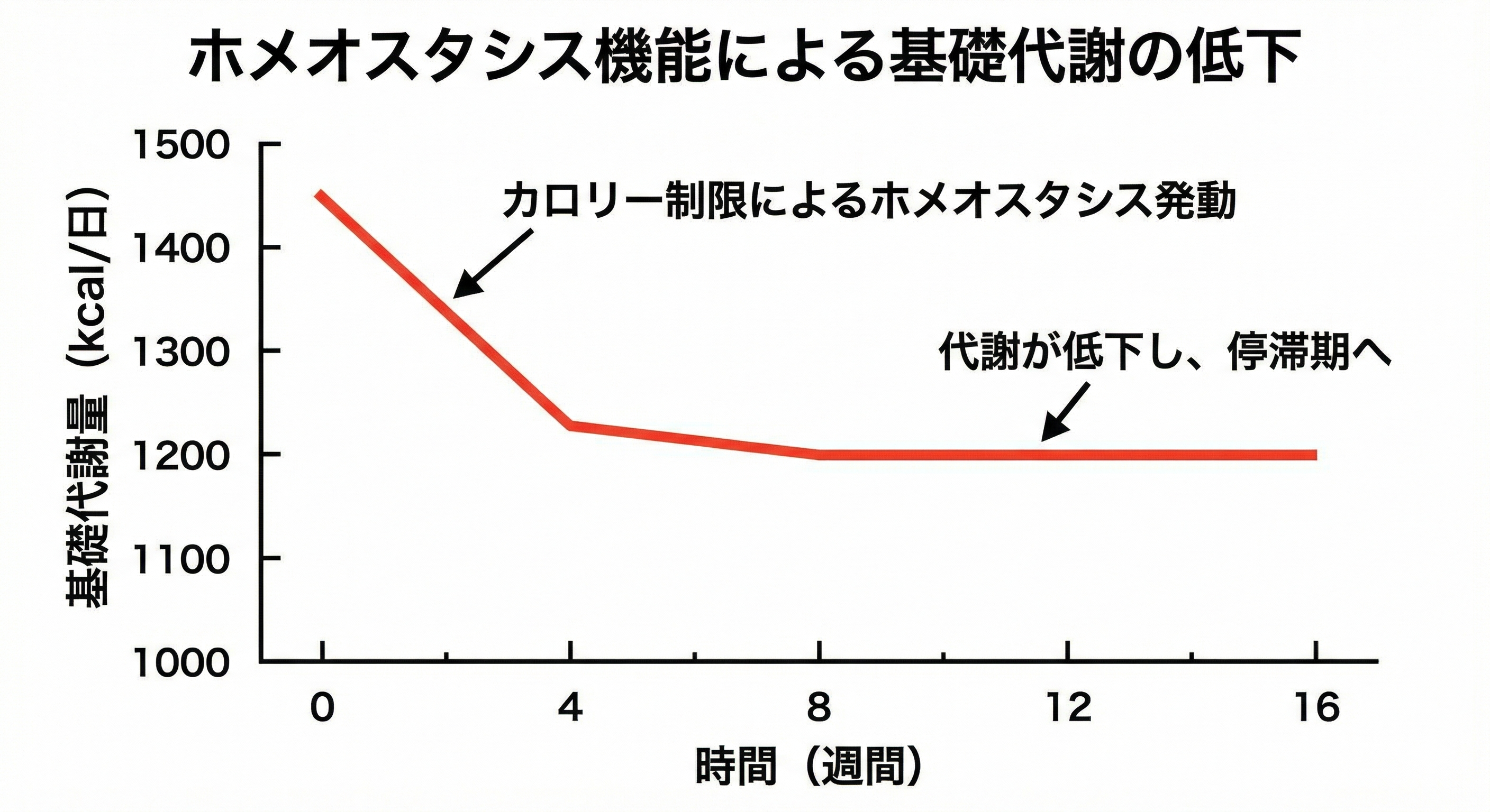 ホメオスタシス機能により基礎代謝が低下するグラフ