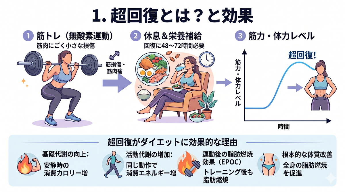 筋肉が回復し強くなる様子を示すグラフ
